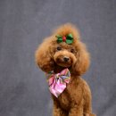 제니엔 코코 펫 이미지