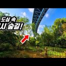 🚉 지하철역에서 1분! 도심 속 아마존 같은 6km 원시 숲길 |👍만든 사람 칭찬해! 이미지