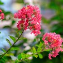 배롱나무 꽃 이미지