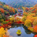 &#34;이 정도 혜택은 처음 봤어요&#34; 입장·주차·셔틀 전부 무료인 단풍 여행지, 백양사 이미지