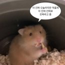 하프 앤 더블(319) | 매드피자 하프앤하프 더블베이컨 포테이토+매드로니 솔직 후기