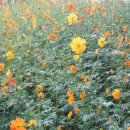 서호중학교 이미지