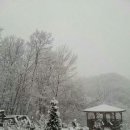 산삼꽃피는마을 이미지