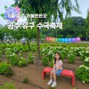 공주 유구 수국축제 색동수국정원 충남 지금 가볼만한곳