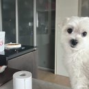 CU당진채운탑동점 | [공지] 강아지랑 함께한 1월 짧은 일상 기록