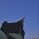 운정고양이호텔 이미지