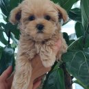 후니네멍멍이 이미지