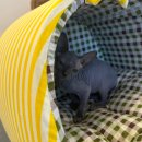 천안고양이 분양 냥블리 | 천안고양이분양 털 없는 고양이 스핑크스 분양 후기