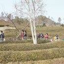 보성태권도