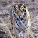 백두산 범 이미지