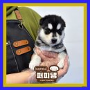 퍼피댕 강아지분양 안심분양소 광명점 말티푸 미니비숑 토이푸들 이미지