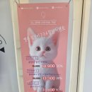 나와고양이 | [수원] 광교 고양이카페 앨리웨이 &#39;캣플헤븐&#39; 방문후기