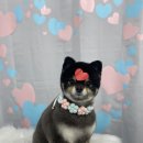 다원하개 이미지