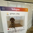 힐링독 | 김포독힐링파크 강아지 수영장 후기!