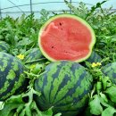 우곡그린복합영농조합법인 이미지