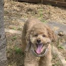 필유동물메디컬센터 이미지