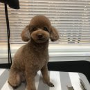 딩딩이발소 이미지