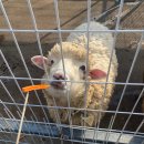 제현농장 | 서귀포 가볼 만한 곳 동백꽃 명소 파더스 가든 입장료 도민 할인