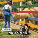 둥이목장 | 평창 대관령 순수양떼목장, 아이와 반려견 20만m2 초원 산책 후기