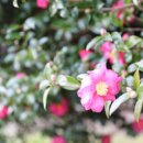 (주)제주리무진 이미지