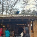 사)강원특별자치도시각장애인연합회 춘천시지회 | 춘천 가볼만한 곳 '남이섬' 겨울방문후기