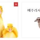 현대사료주식회사