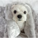 신천동물병원 이미지