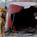 꾸미는 강아지 이미지