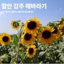 강주마을회관 | 함안 가볼만한곳 | 강주해바라기 축제 노란 해바라기 물결 속, 여름의 한가운데를 걷다