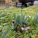 금송농장 | 생머위순 초무침과 머위나물 된장 무침이 맛있는 3월의 비아밭골