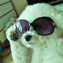 평생 사랑해 줄 개 애견펜션1 이미지