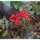 봄마중(2월에는) 이미지