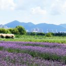 대저생태공원 이미지