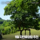 여행숲 이미지