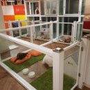 개님살롱 이미지