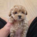 탬스켄넬 이미지