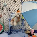 몽스파 | [제주] 넓은실내 애견카페 몽스파 :) ㅣ 제주애견놀이방 / 애견호텔 / 애견카페 / 댕댕투어