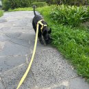 봄이네 | 강릉 캠핑장 추천 애견동반 가능한 봄이네 캠핑장 후기