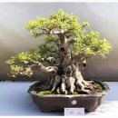 분재전시회 이미지