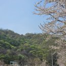 벚꽃마을 | [파주] 밤고지마을 벚꽃명소 방문 후기
