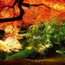 고운:눈