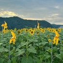 해바라기 애견 이미지