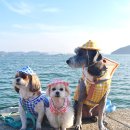 가야국밥 | 2026 진해 군항제 진해루 근처 맛집 총정리 (벚꽃 여행 먹방 코스 추천)