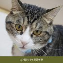 스마일양한방동물병원
