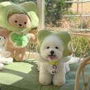 대장로 | 서울 강서구 대형 애견카페 헤이더그린 김포공항 근처 강아지 운동장 후기