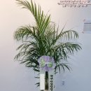 강화식물병원 | 경기 양주 개업식 화분 고급스럽고 멋스러운 관엽식물 꽃배달 후기