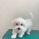 포시즌 동물병원 이미지