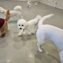 멍데이 살롱 이미지