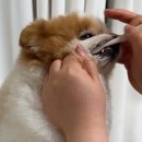보가 - 익산시 무왕로 1033-12 | 강아지 양치 하는 방법 및 치약칫솔 추천 (한달반 후기) 보가덴트 강아지 치약