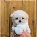 부산 강아지분양 후기 유독에서 만난 프리미엄 말티푸분양 경험기